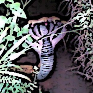 Chief Five Heads Story