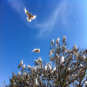 The Hunter and the Doves Panchatantra Stories