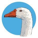 The Goose and the Fig Tree