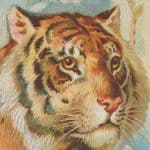 The Tiger's Whisker